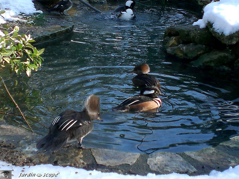 Harle couronné • Lophodytes cucullatus • F/ Anatidae