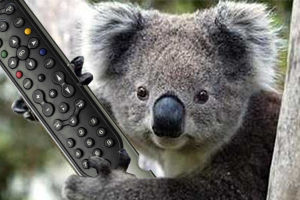 Australie_KoalaTV