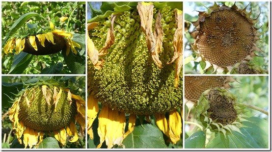 jardin 7 septembre 20235
