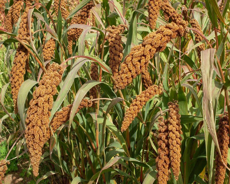 Millet 2