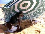 Siensienne under the parasol