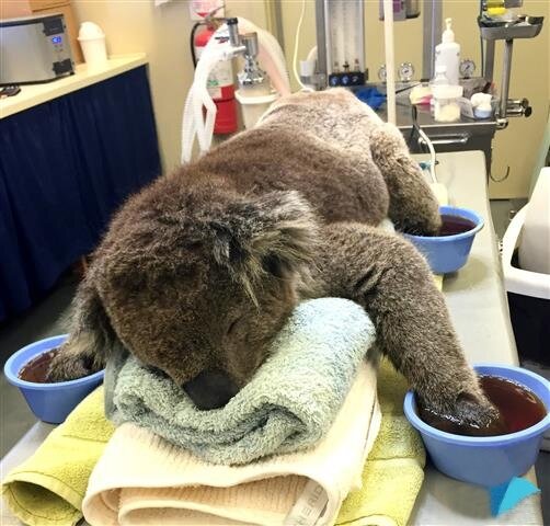 Koala - pattes plongées dans des bassines