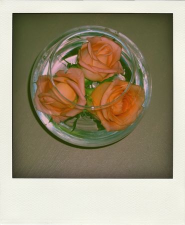 Roses_pola