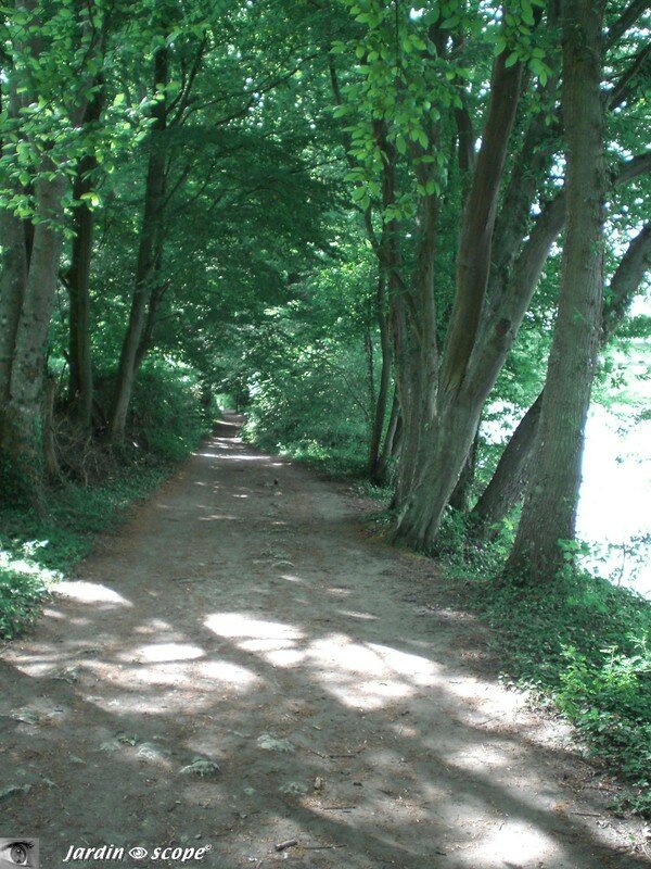 Sous bois vers Tacreniers