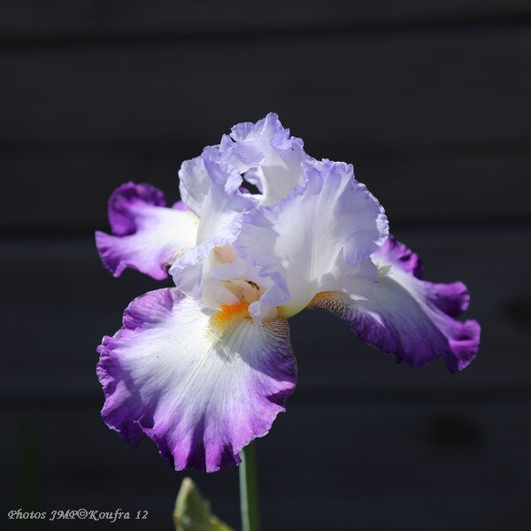 Photos JMP©Koufra 12 - Fleurs Irris - 19062018 - 007