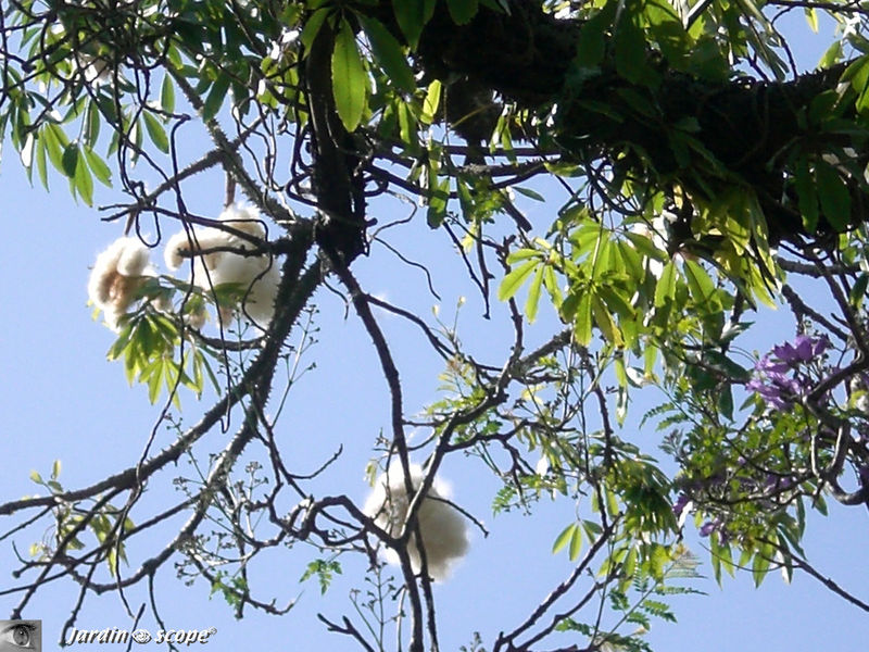 9069-Chorisia-speciosa