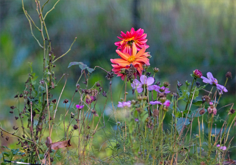 Fleurs jardin 2 soir 061023