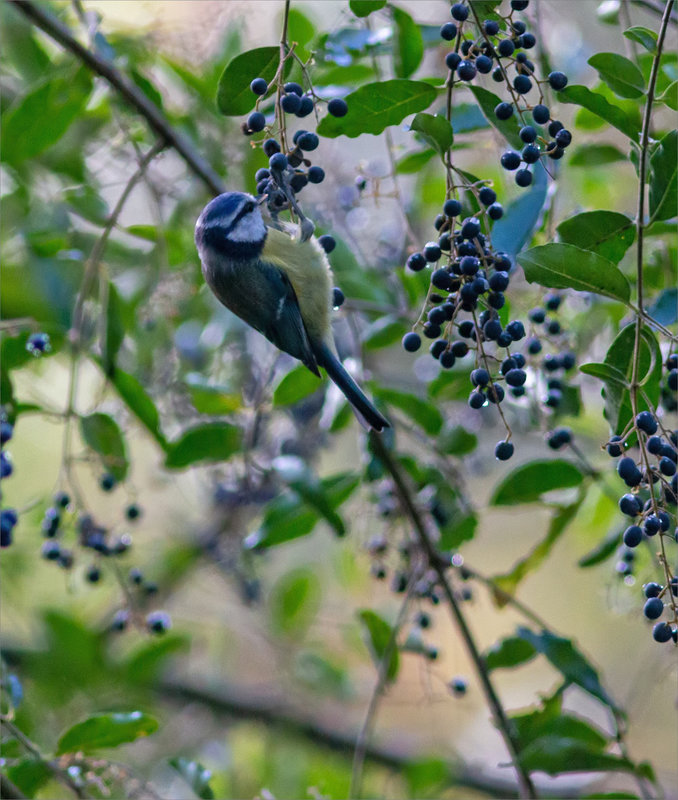 Oiseau mésange bleue mange graines 2 021122