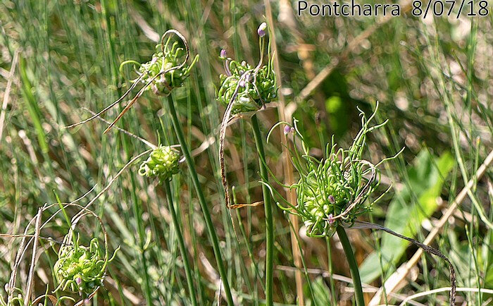 allium vineale