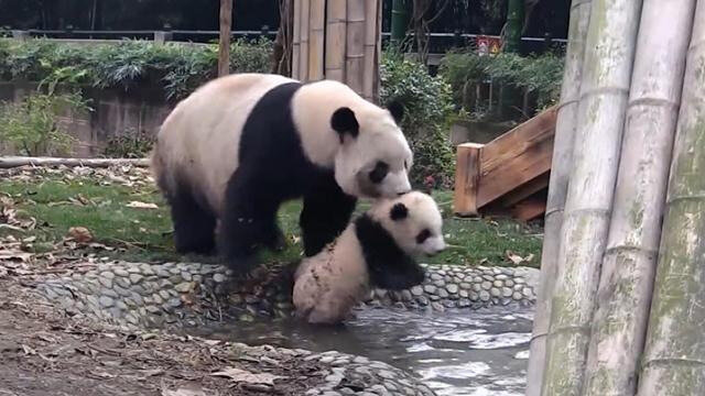panda met son bebe a l'eau