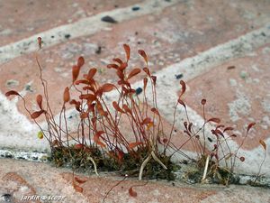 Mousse-Dicranella heteromalla-2