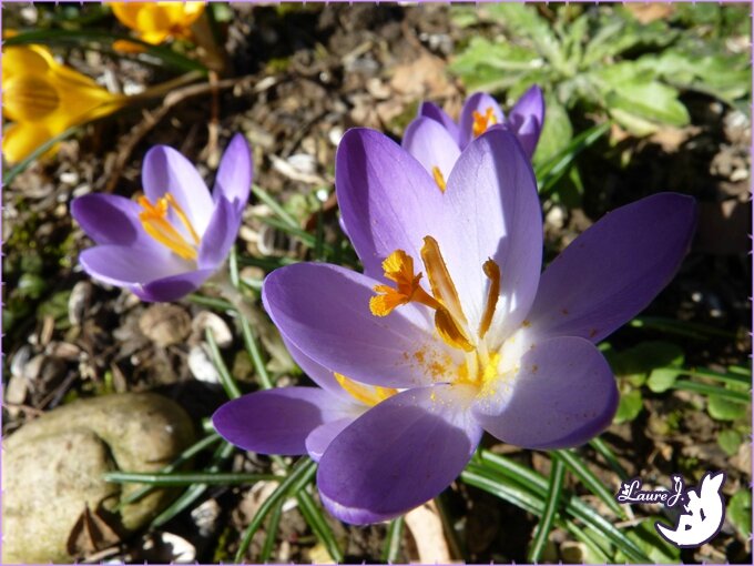 Crocus 2015 2