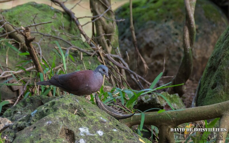 Tourterelle malgache (Streptopelia picturata) - Île Maurice