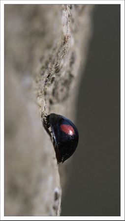 Galuchet coccinelle 2 points 4 250312