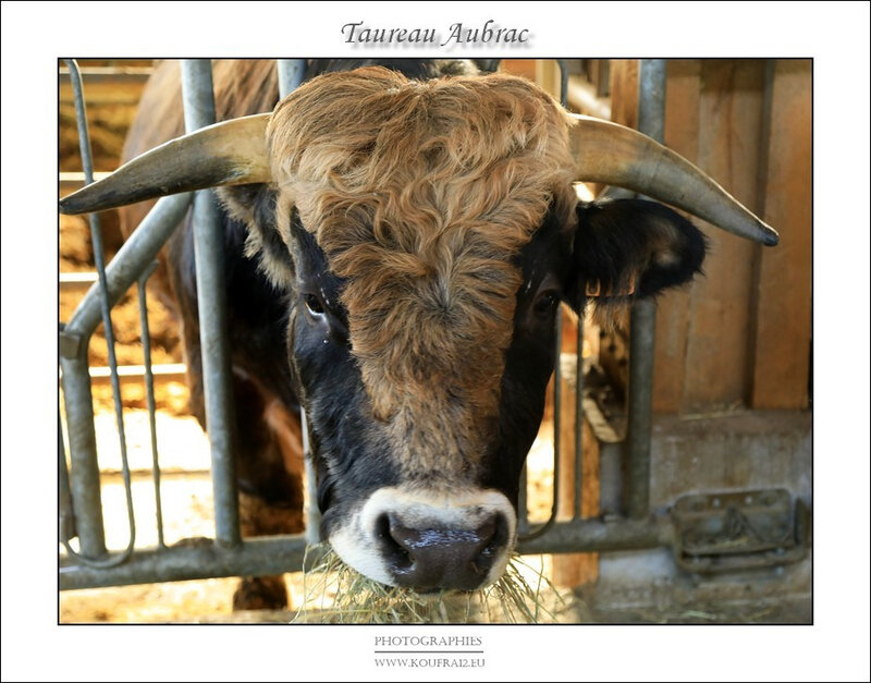 Photos JMP©Koufra 12 - Le Caylar - Aubrac - 28122019 - 0056