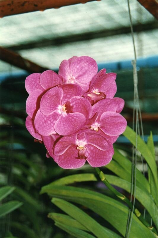 thai049