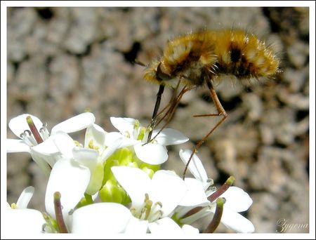 bombyle