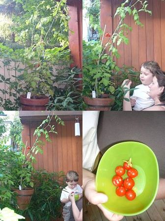 tomates_ok__8aout09
