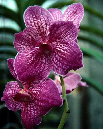 orchideepourpre33