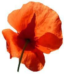 images coquelicot