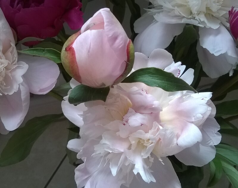 Pivoines_2