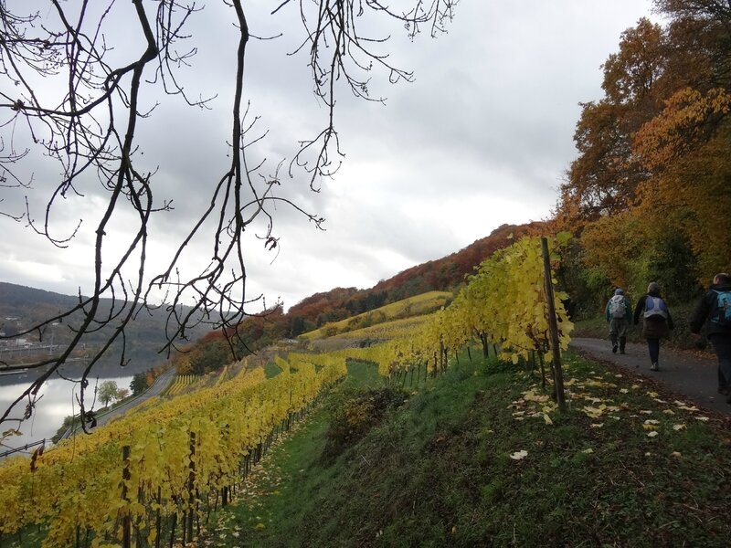 dans les vignes de Contz les Bains