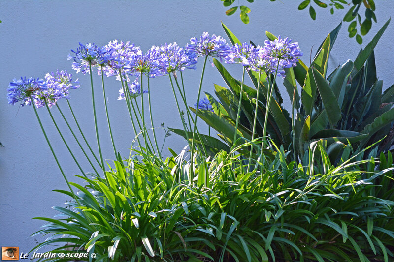 Agapanthes