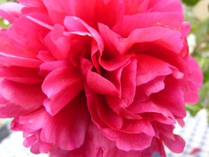 pivoine_du_jardin__copie