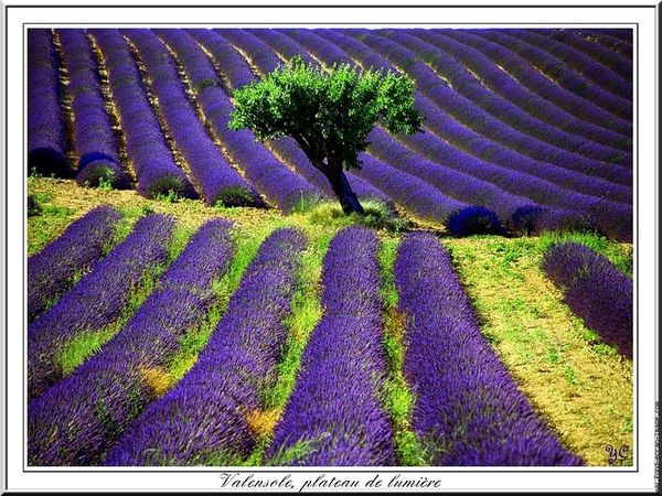 valensole_plateau_de_lumiere