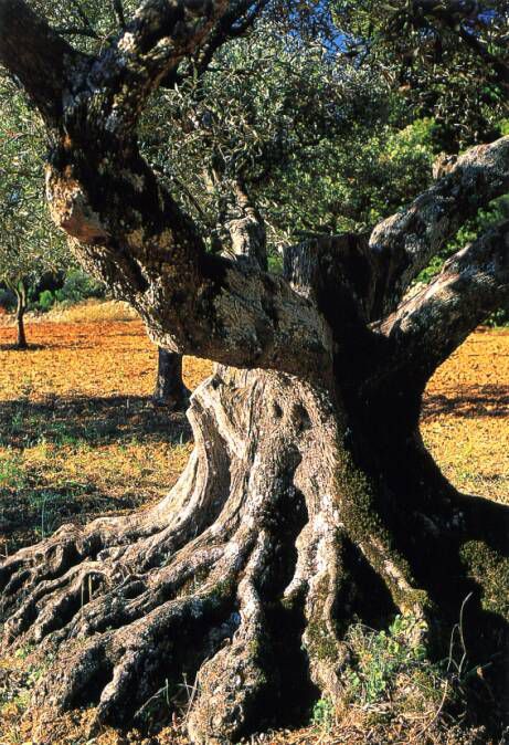 Un olivier séculaire au tronc noueux
