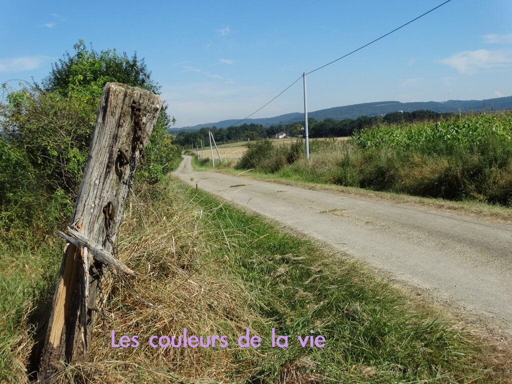 Les couleurs de la vie