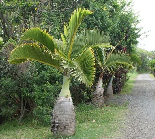 PALMIER BOUTEILLE 222