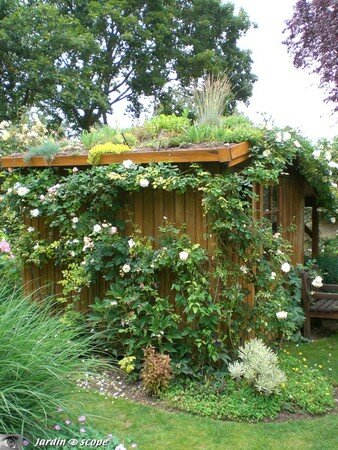 Toit végétalisé de la cabane de jardin
