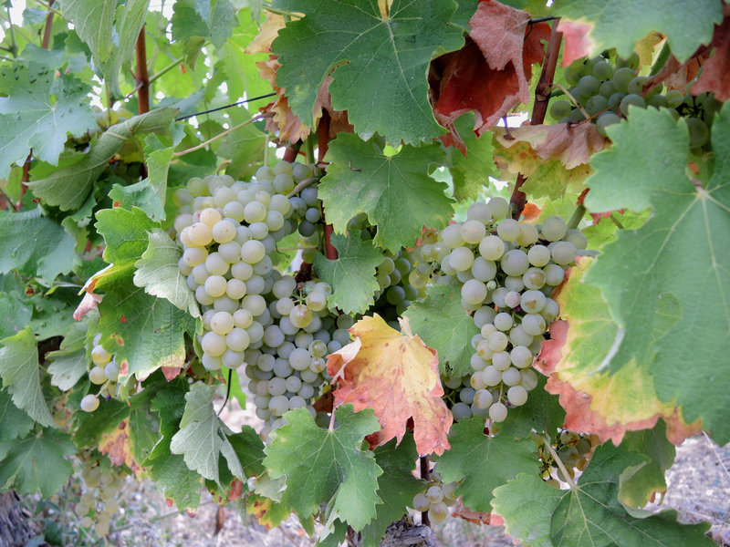 Pouilly-sur-Loire, de Loire en vignes, raisins (58)