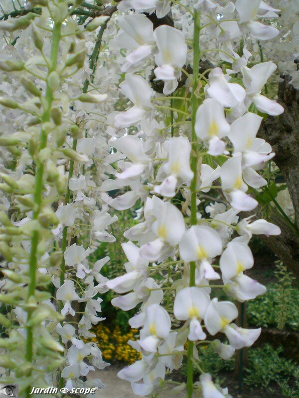 Glycines de Chine aux fragances délicieuses