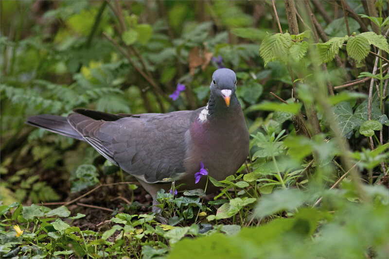 Chemin oiseau pigeon ramier 060420 7 ym violettes