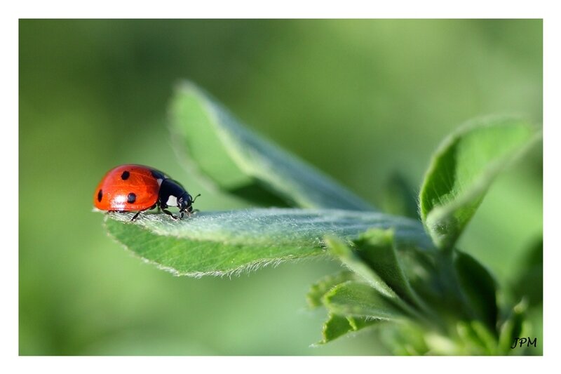 Coccinella_septempunctata_060414_2_GF