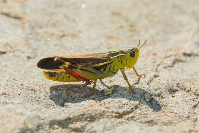 Acryptera fusca