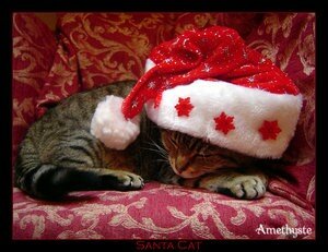 Santa_Cat_by_amethyste