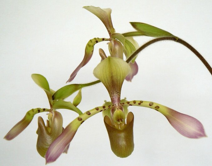 ronde des orchidees 13