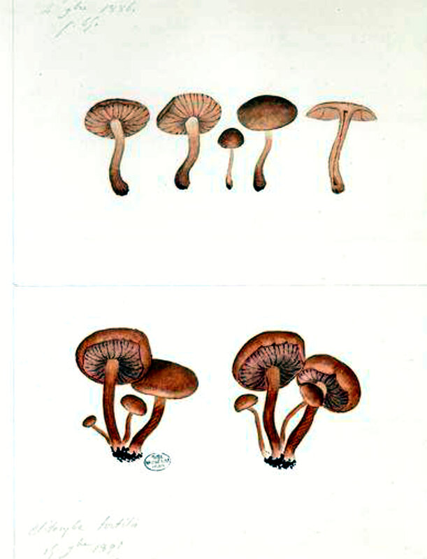 117 Clitocybe tortilis Laccaria