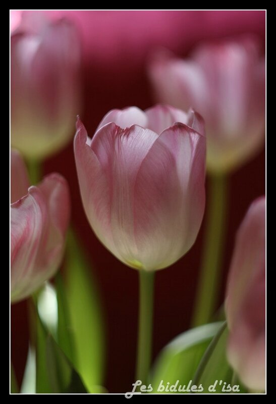 tulipes (1)