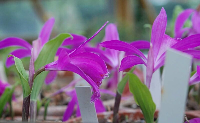 Pleione 'Kublai Khan'