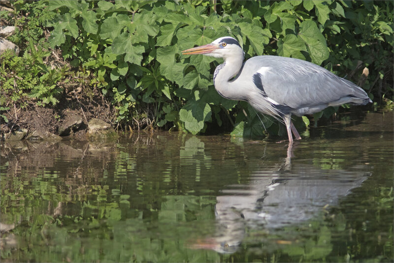 Oiseau héron profil lumiére 2 020521