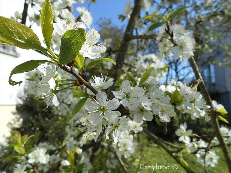 fleurs du mirabellier