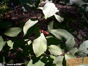7389_Ilex_Apolis