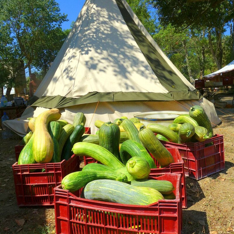 courgettes de fin de marché devant tipi