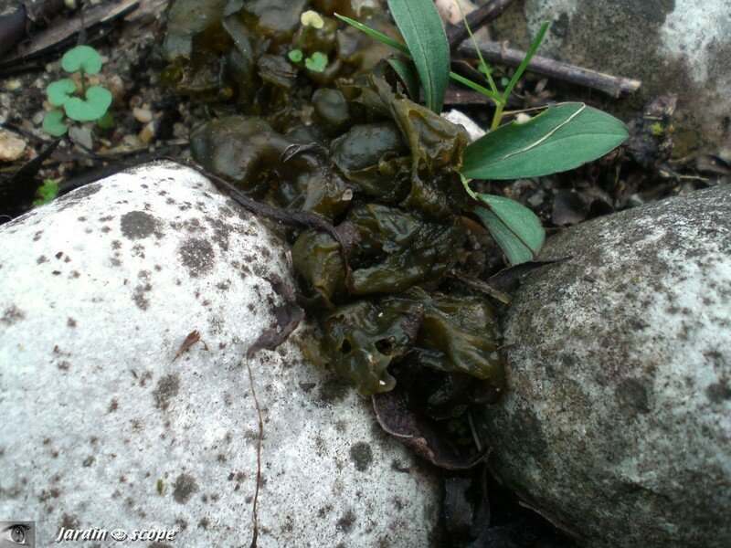 Nostoc commun • Crachat de Lune • Nostoc commune