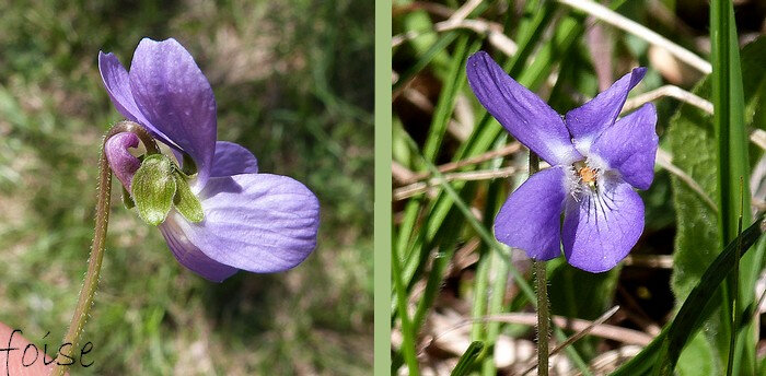 pédoncule hirsute recourbé vers le bas sépales ovales-obtus éperon violet recourbé corolle 10-15 mm