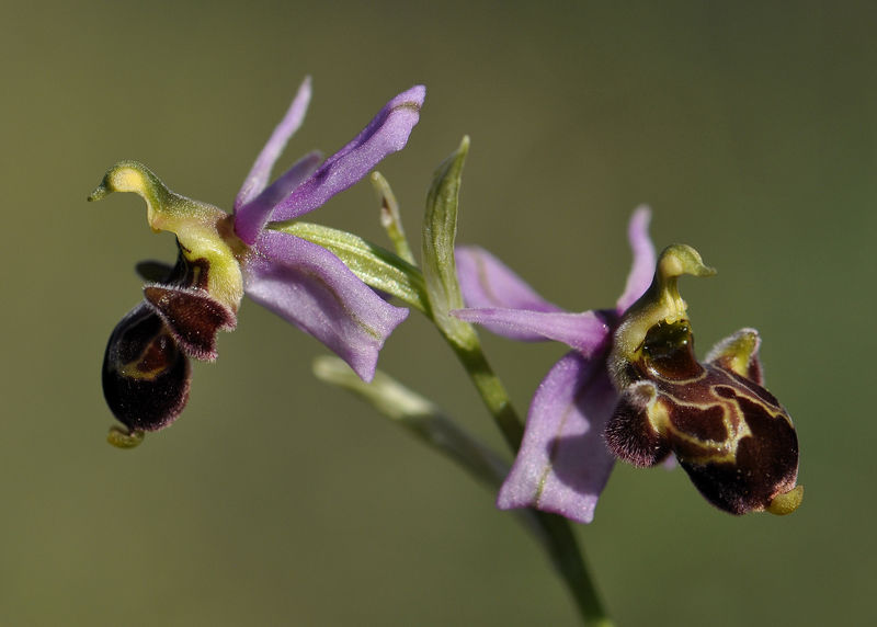 _DSC0008_Ophrys_scolopax